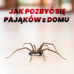 Duży pająk na jasnym tle, z napisem "Jak pozbyć się pająków z domu".