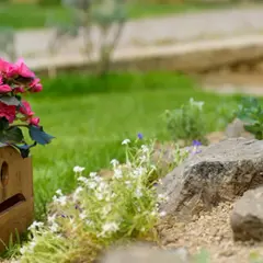 Piękny skalniak w ogrodzie z różowymi begoniami w drewnianej skrzynce i drobnymi białymi kwiatkami.