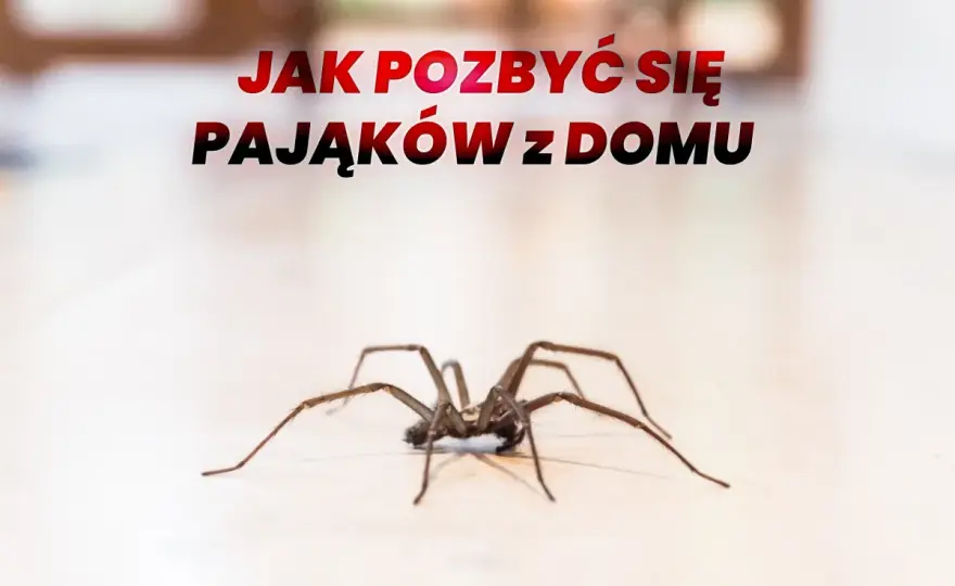 Jak pozbyć się pająków z domu? Skuteczne metody bez chemii