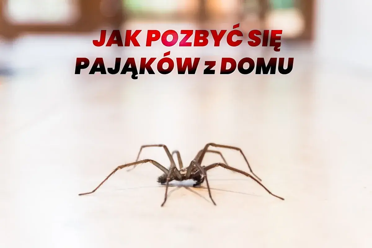 Duży pająk na jasnym tle, z napisem "Jak pozbyć się pająków z domu".